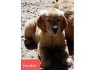 Golden Retriever Puppy for sale in Mena, AR, USA