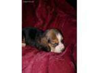 Basset Hound Puppy for sale in Rockford, IL, USA