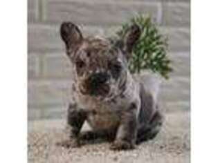 French Bulldog Puppy for sale in Coshocton, OH, USA