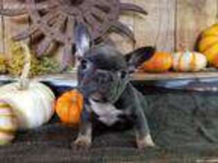 French Bulldog Puppy for sale in Silver Lake, IN, USA