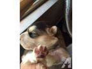 Alaskan Malamute Puppy for sale in FLAGSTAFF, AZ, USA
