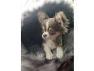 Chihuahua Puppy for sale in Galveston, TX, USA