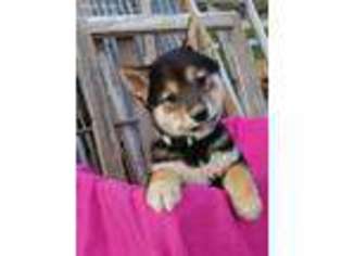 Shiba Inu Puppy for sale in Shipshewana, IN, USA