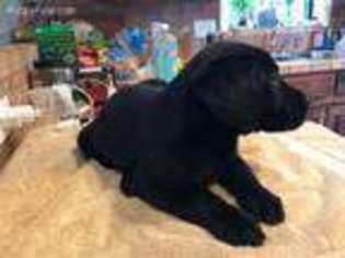 Labrador Retriever Puppy for sale in White City, OR, USA