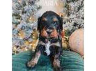 Mutt Puppy for sale in Riverton, KS, USA