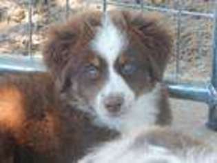 Miniature Australian Shepherd Puppy for sale in Canton, TX, USA