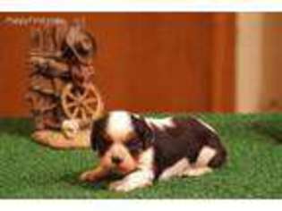 Cavalier King Charles Spaniel Puppy for sale in Donnellson, IA, USA