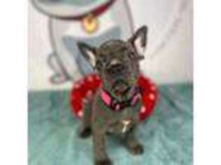 French Bulldog Puppy for sale in Bellingham, MA, USA