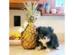 Chihuahua Puppy for sale in Live Oak, FL, USA