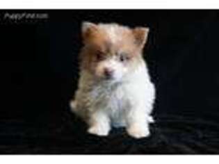 Pomeranian Puppy for sale in Whittier, CA, USA