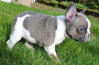 French Bulldog Puppy for sale in Gray, GA, USA