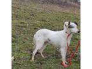 Australian Shepherd Puppy for sale in West Hamlin, WV, USA
