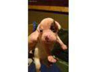 Boxer Puppy for sale in Concord, NC, USA