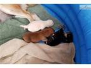 Shiba Inu Puppy for sale in Phoenix, AZ, USA
