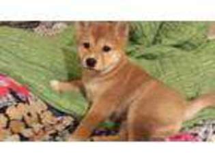 Shiba Inu Puppy for sale in WOODINVILLE, WA, USA