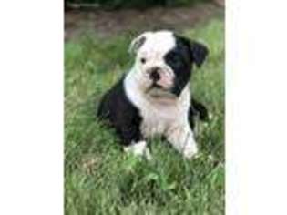 Bulldog Puppy for sale in Leo, IN, USA