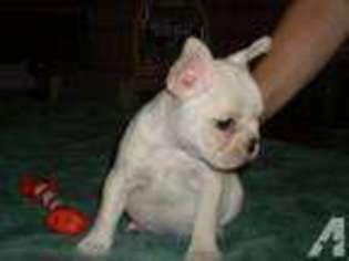French Bulldog Puppy for sale in Murphy, NC, USA