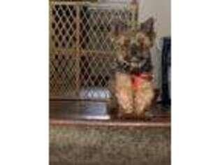 Yorkshire Terrier Puppy for sale in West Milford, NJ, USA