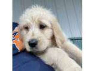 Labradoodle Puppy for sale in Grottoes, VA, USA