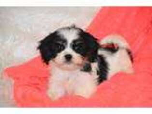 Cavalier King Charles Spaniel Puppy for sale in Eldorado, OH, USA