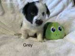 Cardigan Welsh Corgi Puppy for sale in Cheyenne, WY, USA
