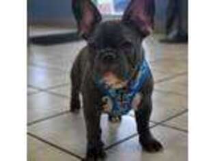 French Bulldog Puppy for sale in New Bern, NC, USA