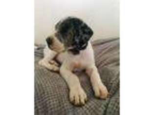 Great Dane Puppy for sale in Apple Valley, CA, USA