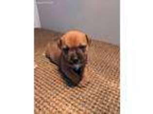 Staffordshire Bull Terrier Puppy for sale in Sugarcreek, OH, USA