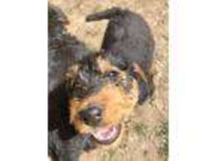 Airedale Terrier Puppy for sale in Moscow, ID, USA