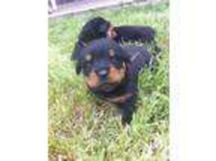 Rottweiler Puppy for sale in ROGERS, AR, USA