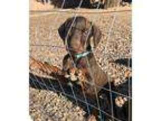 Doberman Pinscher Puppy for sale in Tempe, AZ, USA