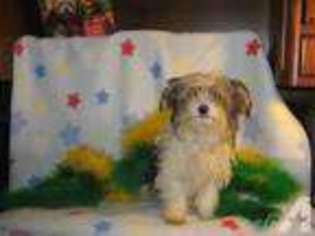 Yorkshire Terrier Puppy for sale in MILWAUKEE, WI, USA