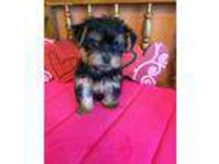 Yorkshire Terrier Puppy for sale in Baileyville, KS, USA