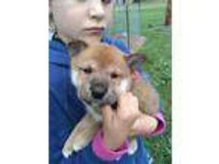 Shiba Inu Puppy for sale in Naper, NE, USA