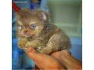 Pomeranian Puppy for sale in Hacienda Heights, CA, USA
