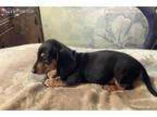 Dachshund Puppy for sale in Tempe, AZ, USA