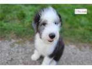 Old English Sheepdog Puppy for sale in South Bend, IN, USA