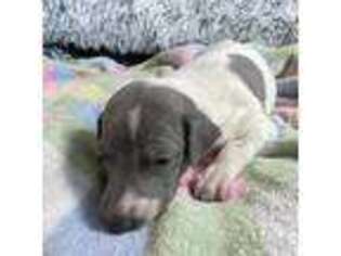 Italian Greyhound Puppy for sale in West Covina, CA, USA