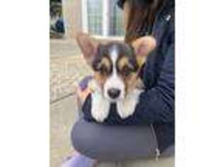 Pembroke Welsh Corgi Puppy for sale in Campbell, CA, USA
