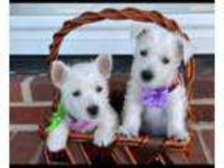 West Highland White Terrier Puppy for sale in Salt Lick, KY, USA
