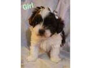 Shorkie Tzu Puppy for sale in Lebanon, KY, USA
