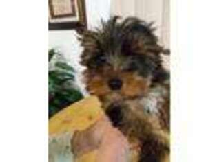 Yorkshire Terrier Puppy for sale in Duck River, TN, USA