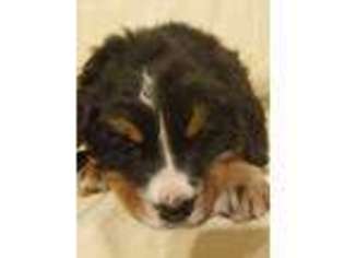 Bernese Mountain Dog Puppy for sale in Lone Rock, WI, USA