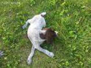 German Wirehaired Pointer Puppy for sale in Bussey, IA, USA