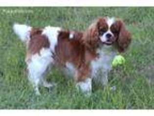 Cavalier King Charles Spaniel Puppy for sale in Waxahachie, TX, USA