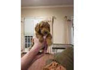 Goldendoodle Puppy for sale in Jackson, TN, USA