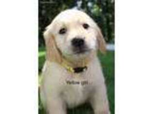 Golden Retriever Puppy for sale in Oneonta, AL, USA