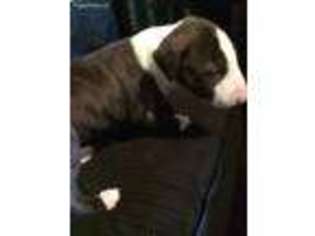 Bull Terrier Puppy for sale in Centerville, IA, USA