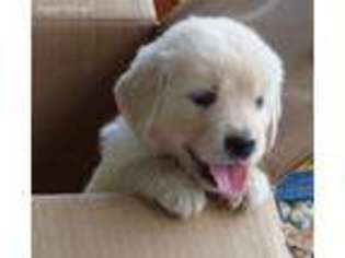 Golden Retriever Puppy for sale in Billings, MO, USA