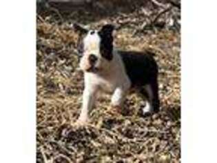 Boston Terrier Puppy for sale in Fort Collins, CO, USA